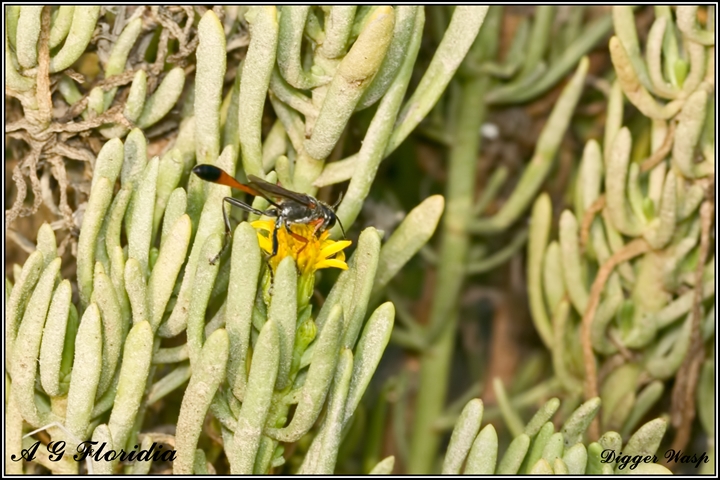 Ammophila heydeni heydeni